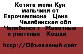 Котята мейн Кун мальчики от Еврочемпиона › Цена ­ 20 000 - Челябинская обл., Челябинск г. Животные и растения » Кошки   